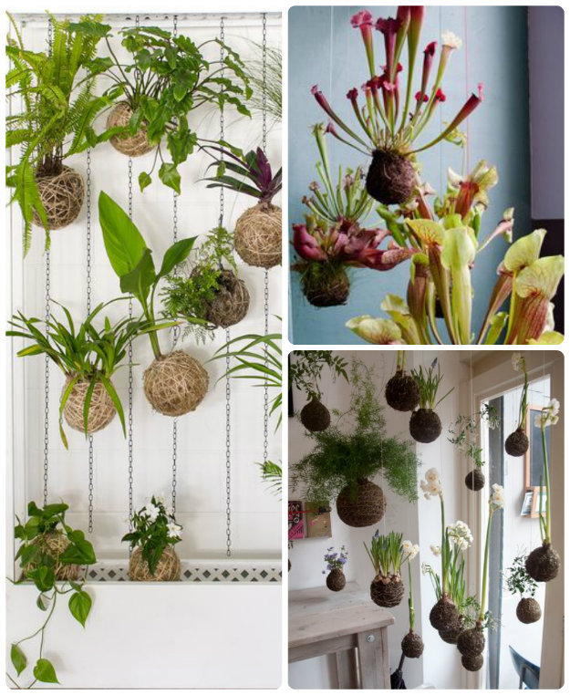 A group of Kokedama moss balls hung from the ceiling 